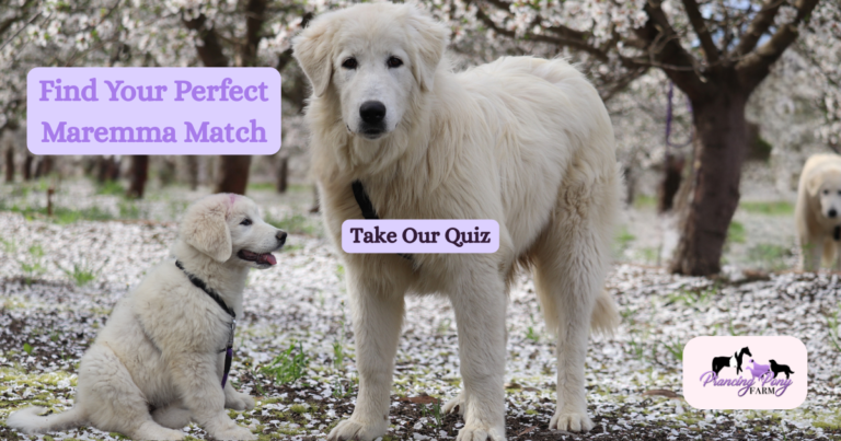 What Age Livestock Guardian Dog Should You Get? Take Our 2-Minute Maremma Match Quiz
