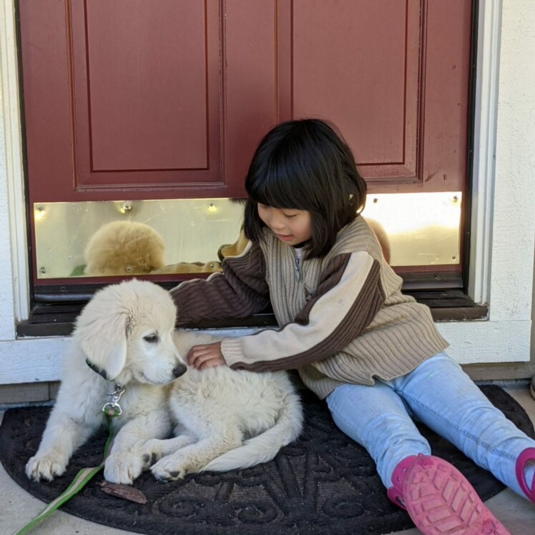 Square Photos for website 3 Maremma Sheepdogs and Children: Building a Safe, Loving Bond That Lasts