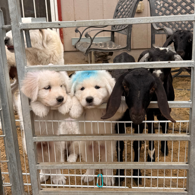 Website photos 800 x 800-4 Website photos 800 x 800 4 Maremma Match Quiz Results: Puppies