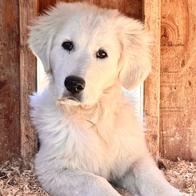 Website photos 800 x 800-5 Website photos 800 x 800 5 1 Maremma Match Quiz Results: Puppies