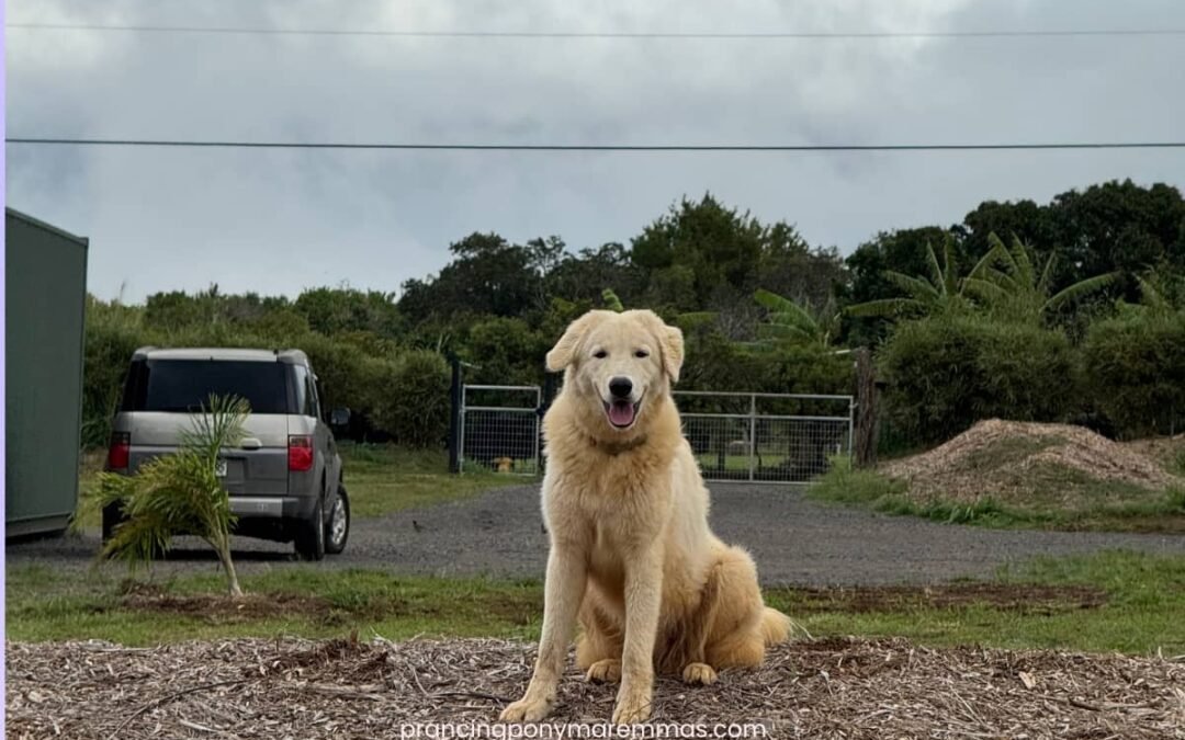 How Caia Traveled 2,500 Miles to Her Forever Home in Maui 🌺