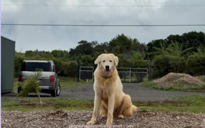 How Caia Traveled 2,500 Miles to Her Forever Home in Maui 🌺