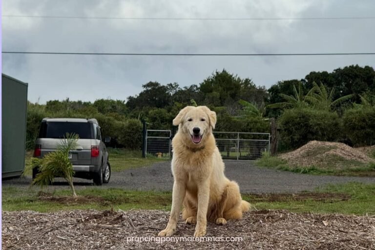 How Caia Traveled 2,500 Miles to Her Forever Home in Maui 🌺