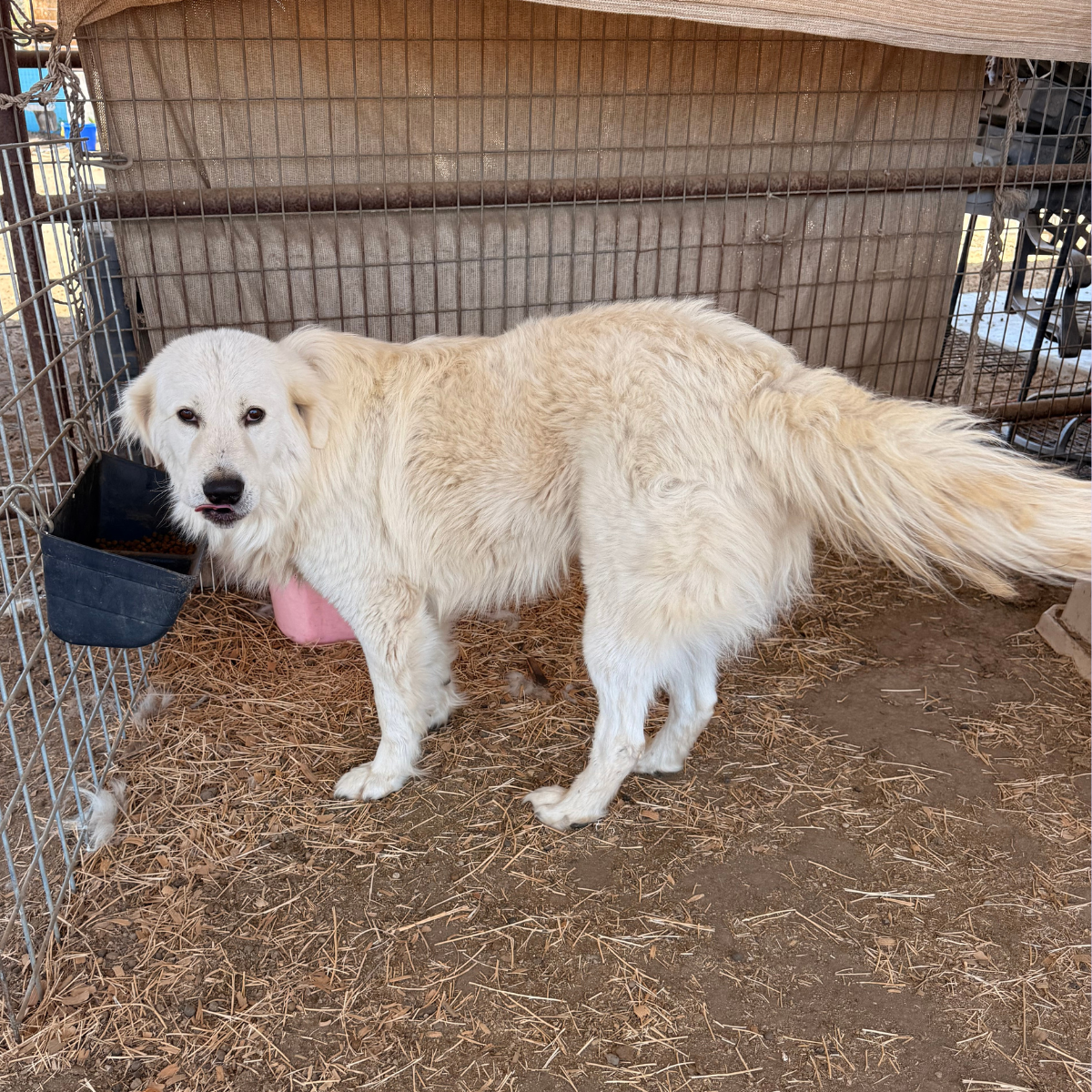 34 34 1 Pippin