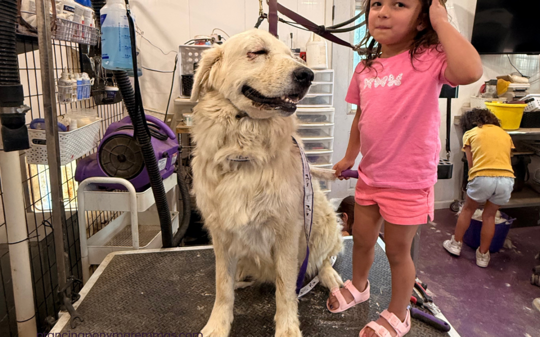 LGD Skin Problems: What’s Normal for Livestock Guardian Dogs?