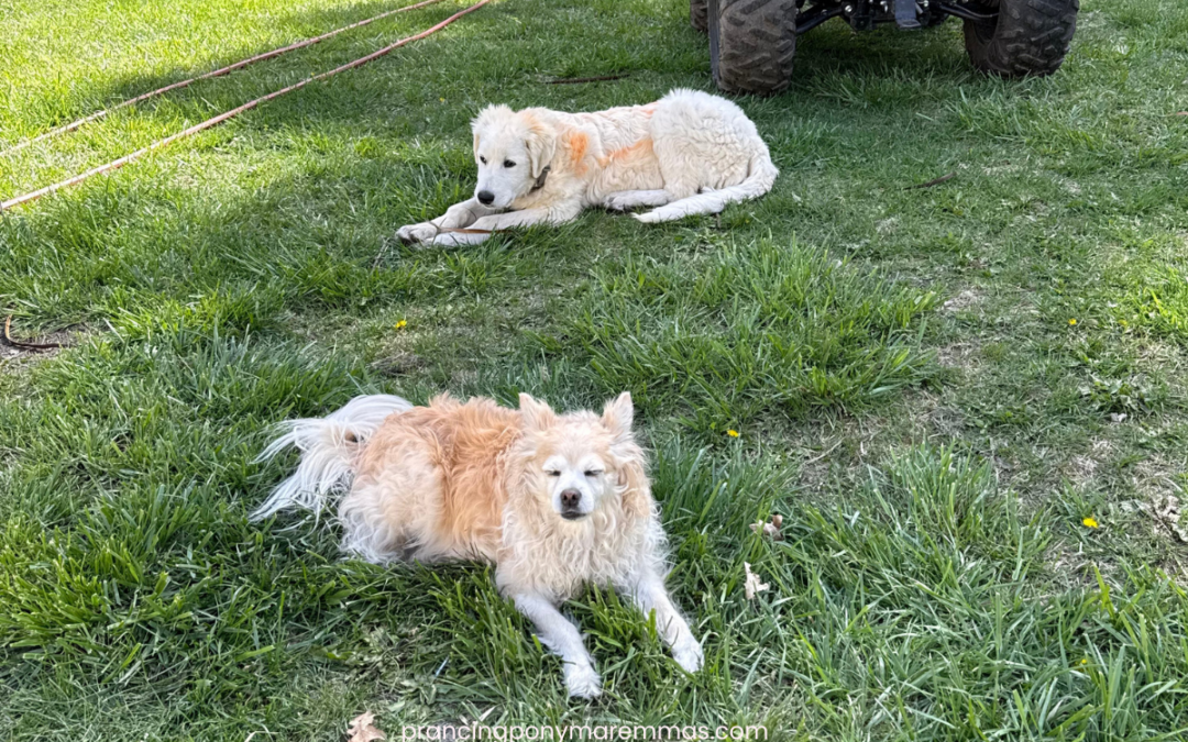 Five Maremma Sheepdogs Placed in One Week — What Real LGD Success Looks Like
