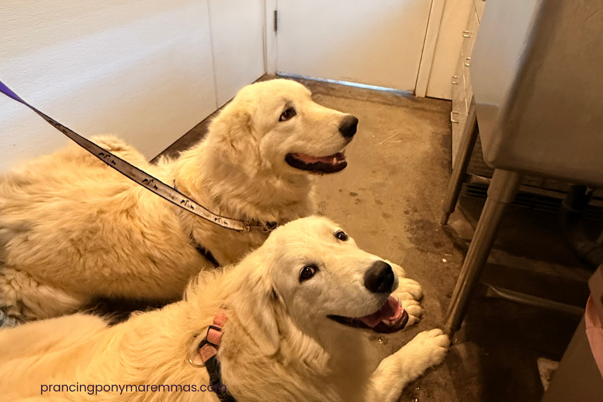 Blog Interior Image 2 Five Maremma Sheepdogs Placed in One Week — What Real LGD Success Looks Like
