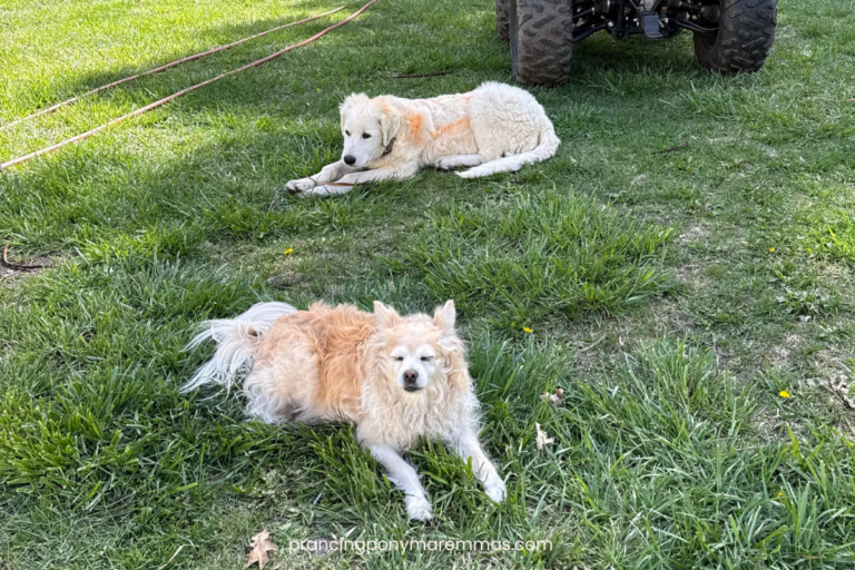 Five Maremma Sheepdogs Placed in One Week — What Real LGD Success Looks Like