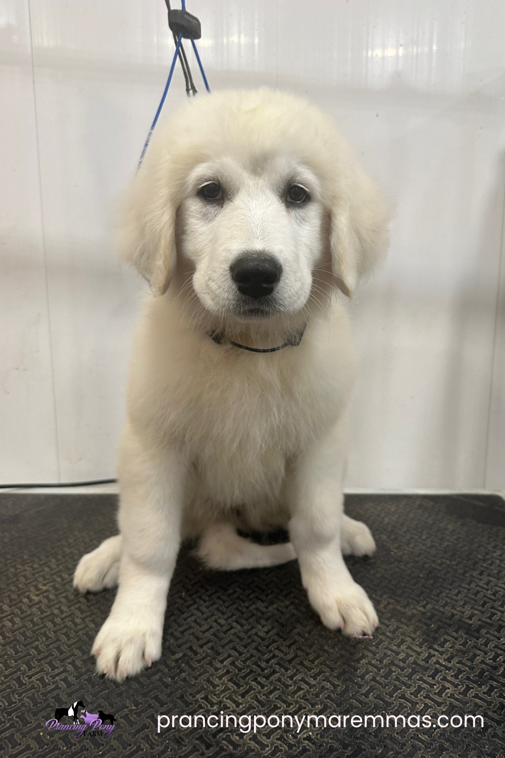 Pinterest Pin Pinterest Pin 1 LGD Skin Problems: What’s Normal for Livestock Guardian Dogs?