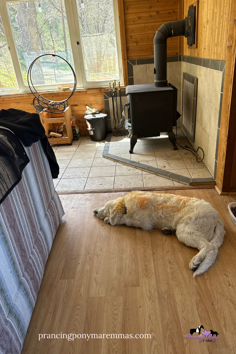 Pinterest Pin 2 Five Maremma Sheepdogs Placed in One Week — What Real LGD Success Looks Like