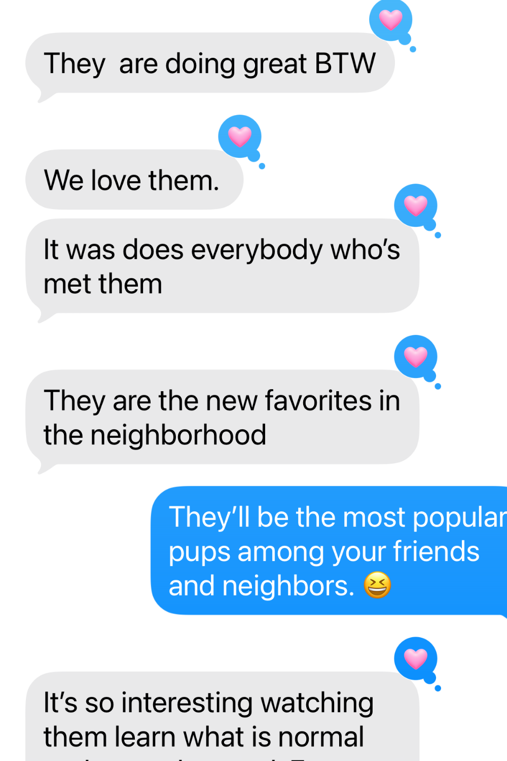 Pinterest Pin 3 Five Maremma Sheepdogs Placed in One Week — What Real LGD Success Looks Like