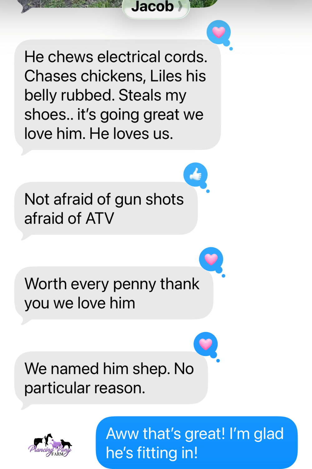 Pinterest Pin Five Maremma Sheepdogs Placed in One Week — What Real LGD Success Looks Like