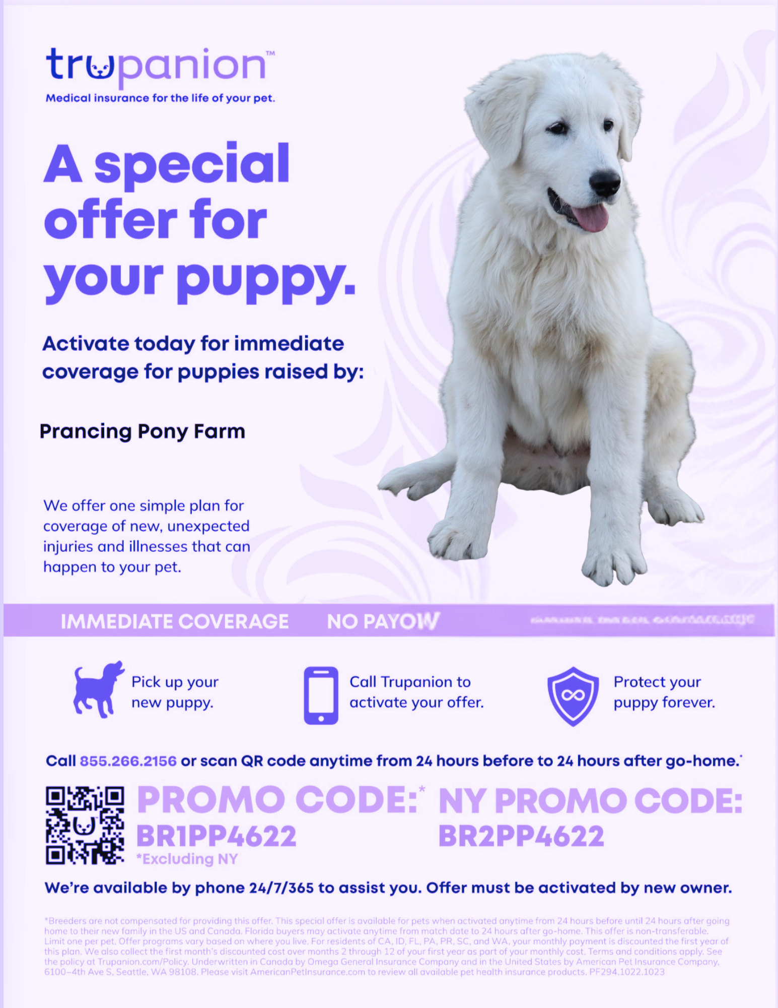 Untitled design 80 1 Bringing Home Your Maremma