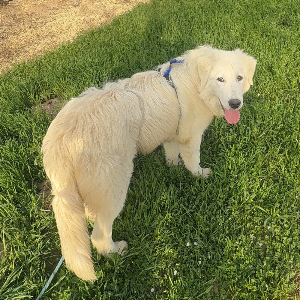 Website Square 1000 x 1000-2 Website Square 1000 x 1000 2 The One Thing Most LGD Owners Are Missing (Now Included With Every Puppy)