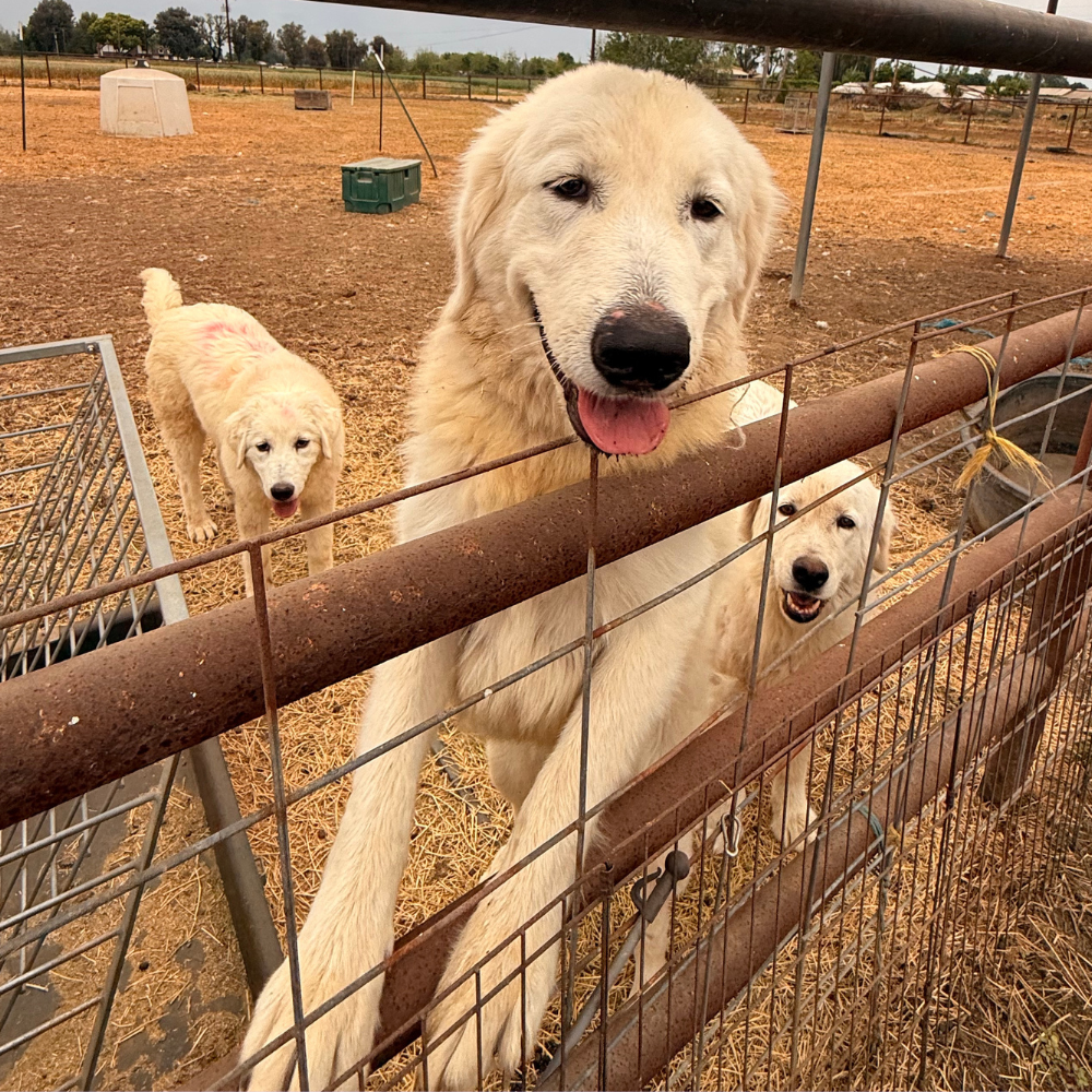 Website Square 1000 x 1000 Kazi