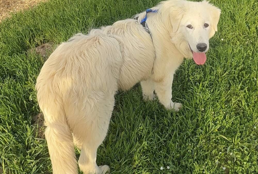 🦮 If you have a dog (any dog), read this