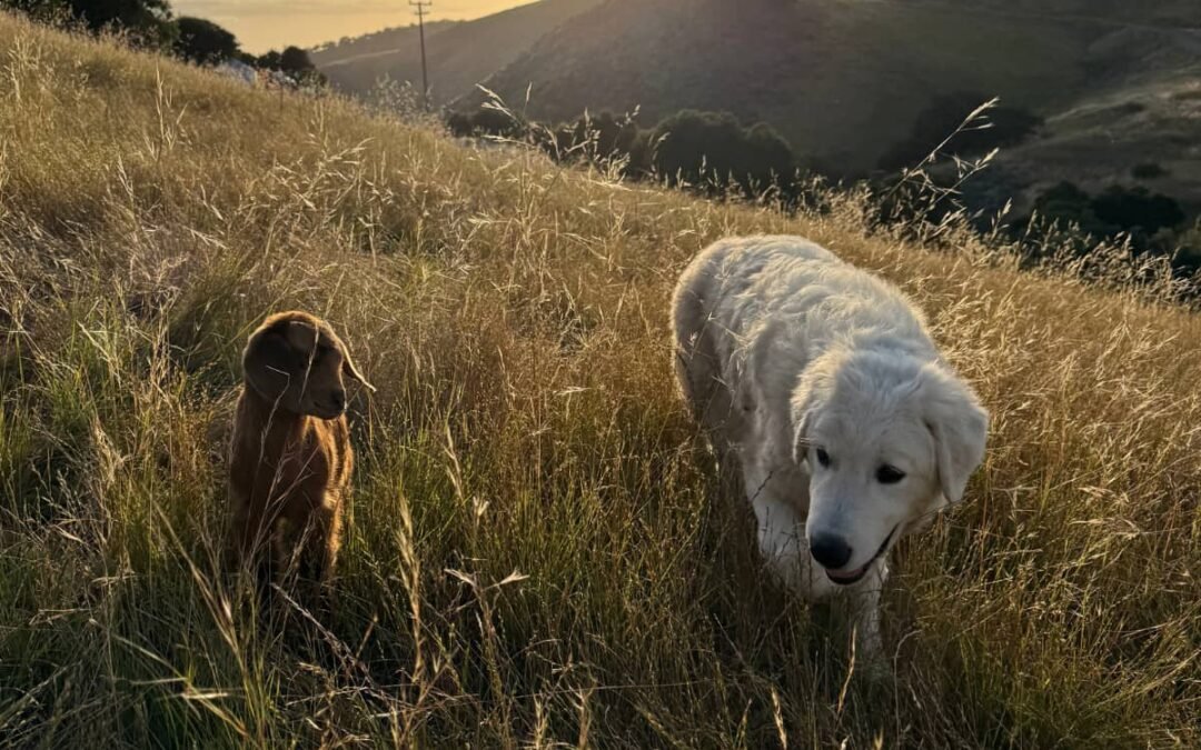When the Right Homes Show Up: A Week of Maremma Placements