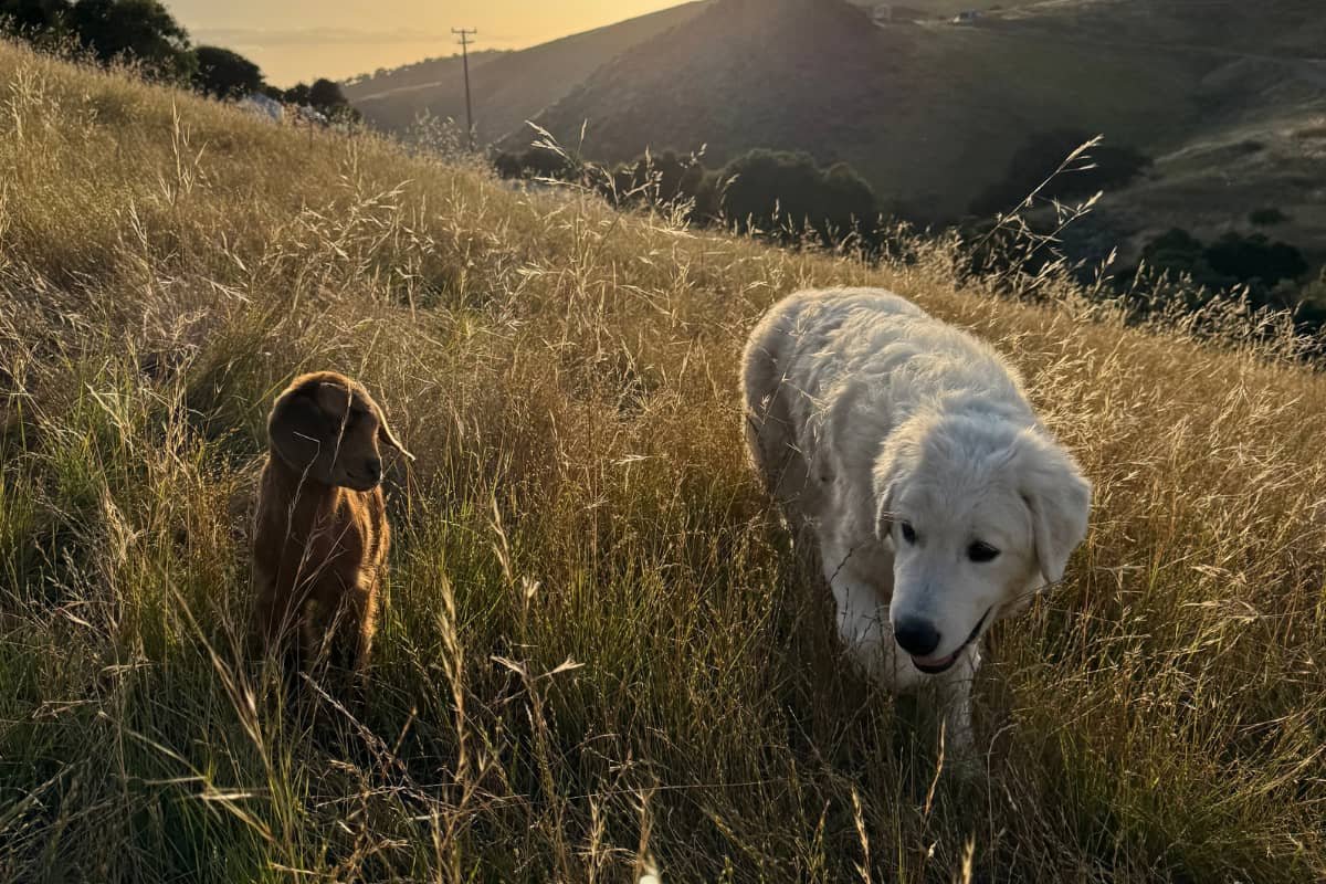 When the Right Homes Show Up: A Week of Maremma Placements