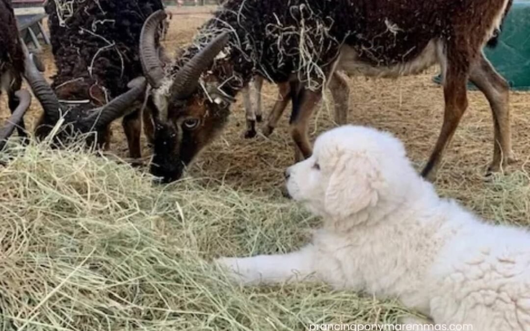 Your farm dog is going to look like a farm dog (and that’s okay)