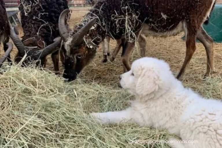Your farm dog is going to look like a farm dog (and that’s okay)