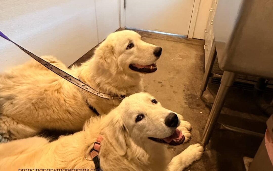 He almost bought cheaper. Then she told him he asked too many questions.