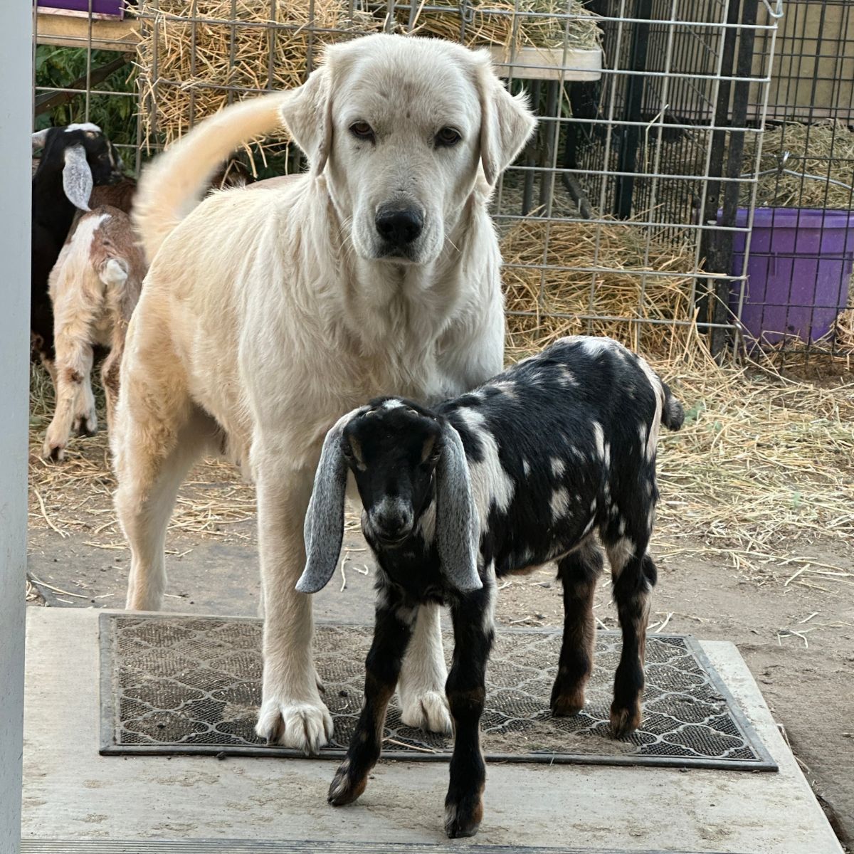 1 1 3 Sevro & Marisa Litter 3/26
