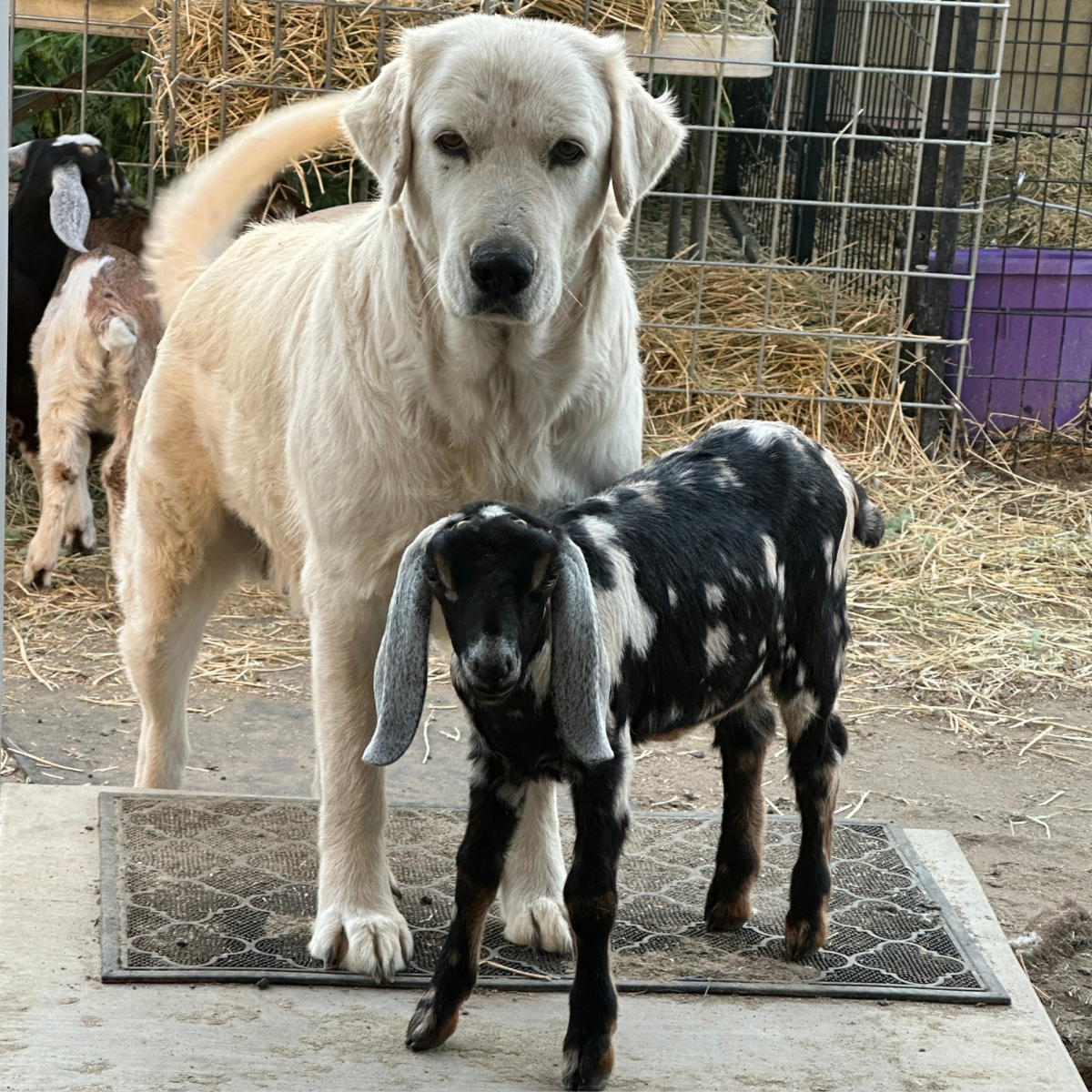 1 1 Our Breeding Females