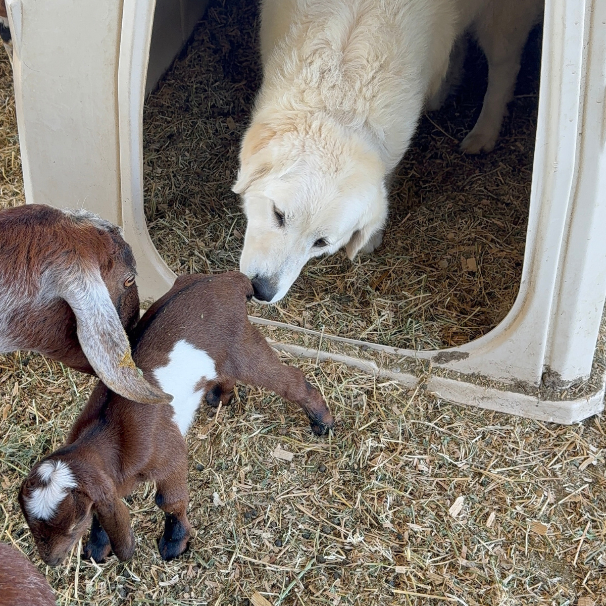 13 13 Our Breeding Females