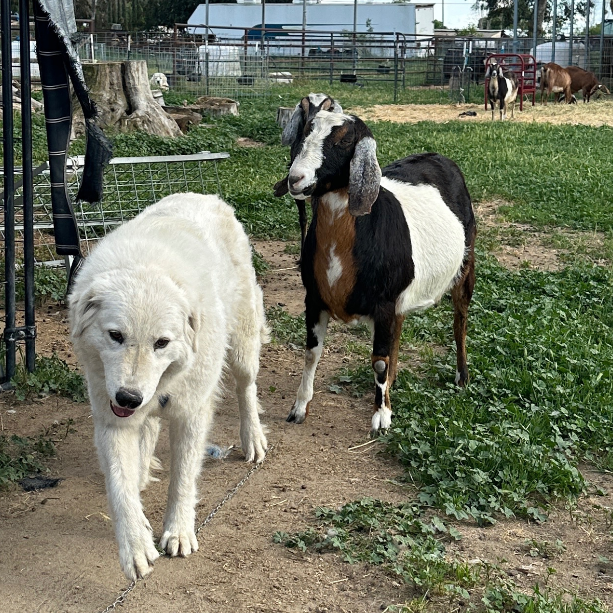 2 2 Our Breeding Females