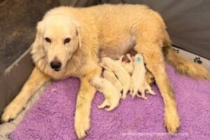 2tMmUxMT6A7QGZZE24a15k The Airport Run That Turned Into a Maremma Puppy Day