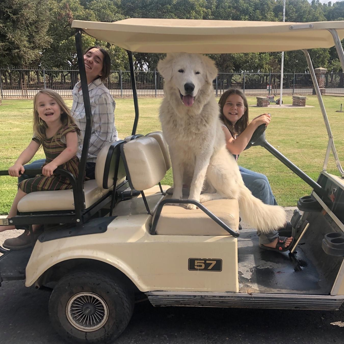 4 1 Maremma Sheepdogs and Children: Building a Safe, Loving Bond That Lasts