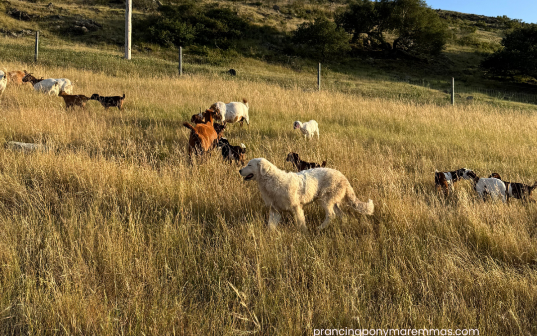 Summer Ear in Maremma Sheepdogs: Understanding and Managing This Common Seasonal Challenge