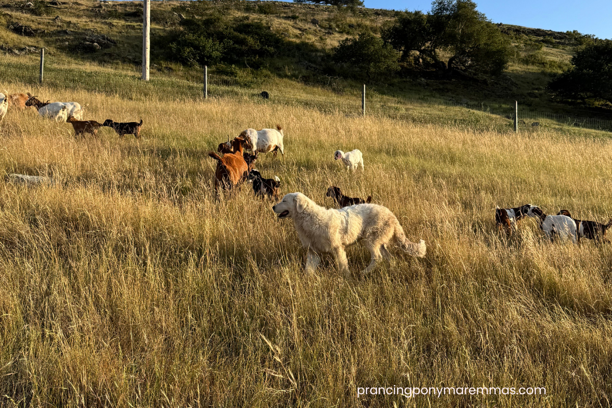 Blog Interior Image 2 1 Summer Ear in Livestock Guardian Dogs: Understanding and Managing This Common Seasonal Challenge