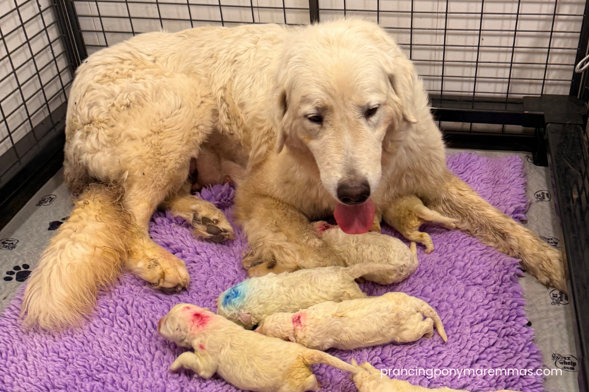 Blog Interior Image 4 1 Available Maremma Puppies