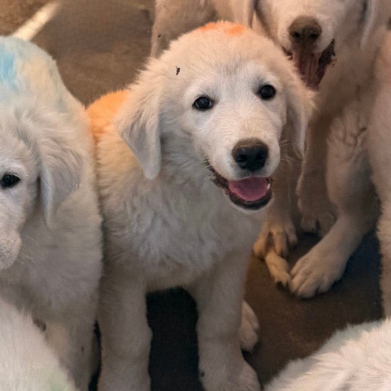 Screenshot IMG 0513 Available Maremma Puppies