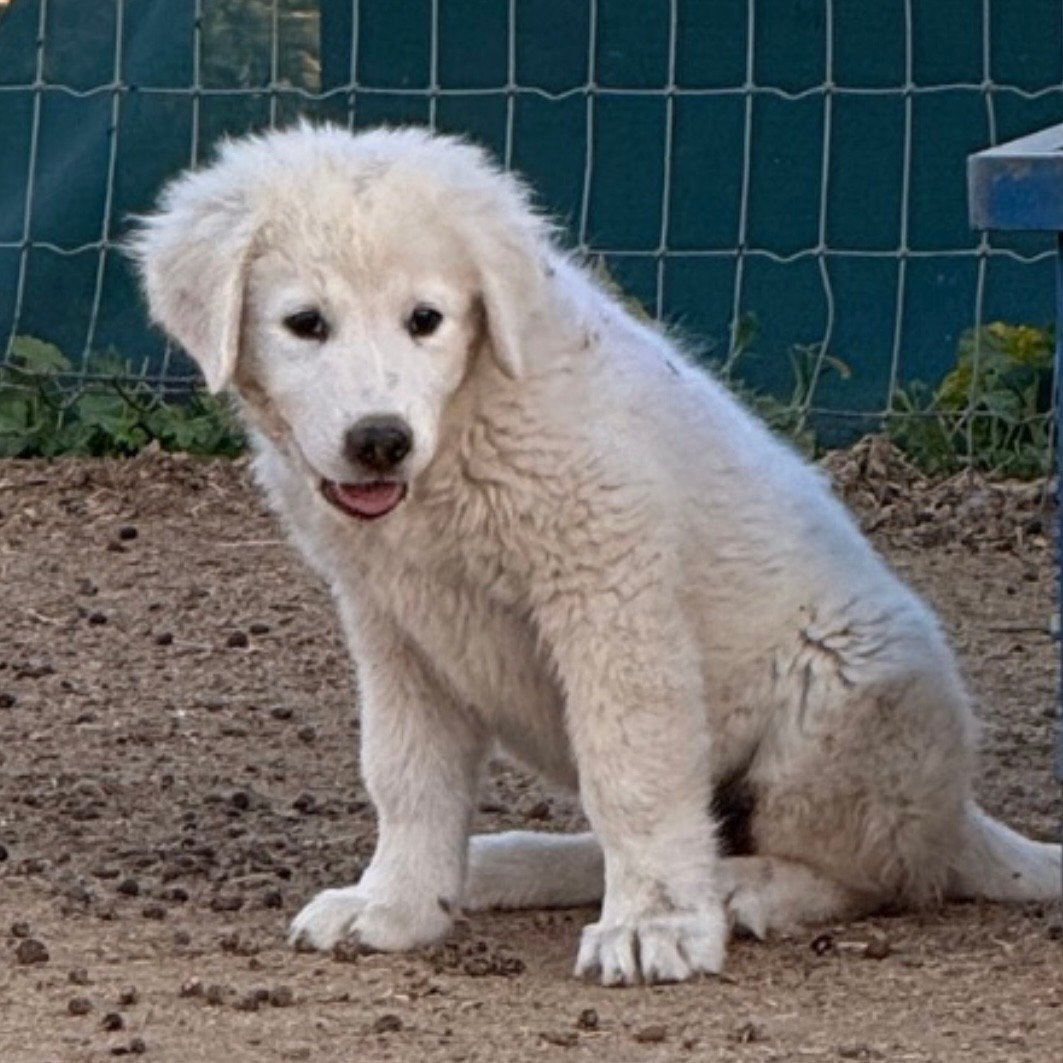 Screenshot IMG 0515 Available Maremma Puppies