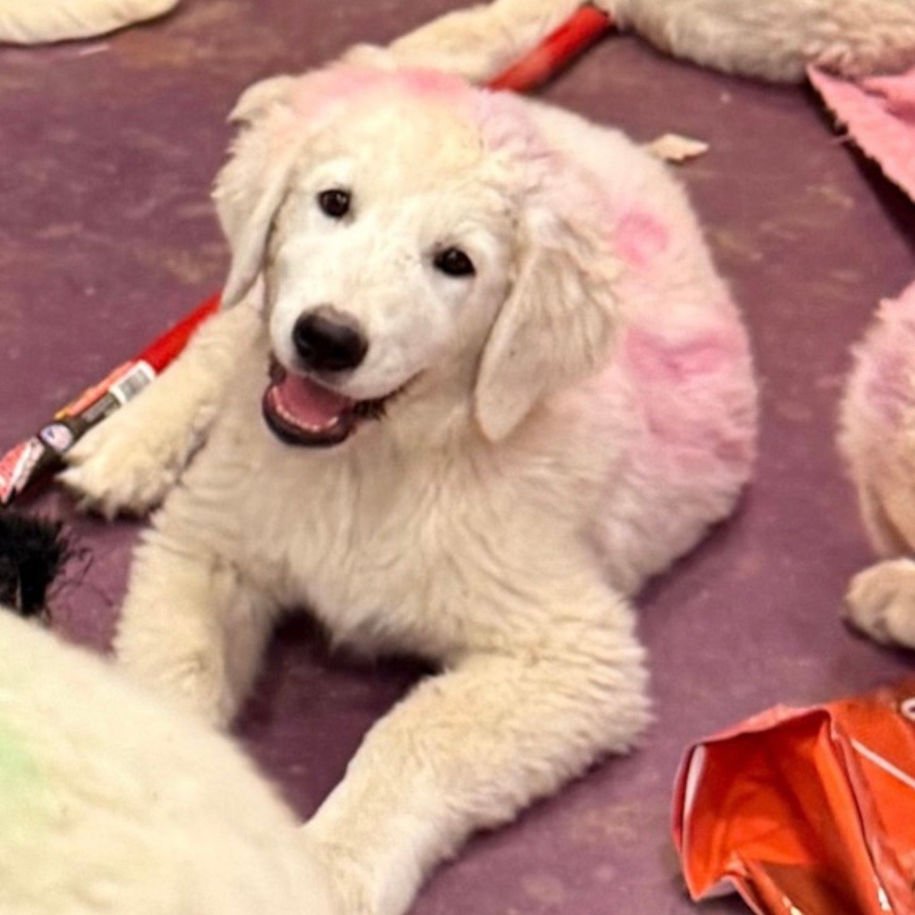 Screenshot IMG 0518 Available Maremma Puppies