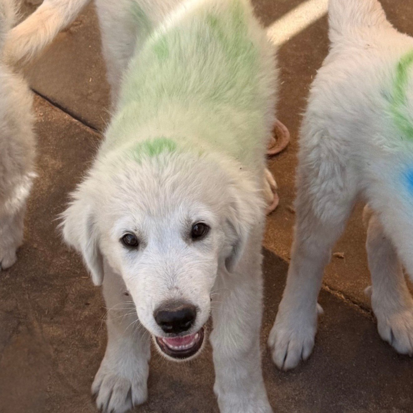 Screenshot IMG 0519 Available Maremma Puppies