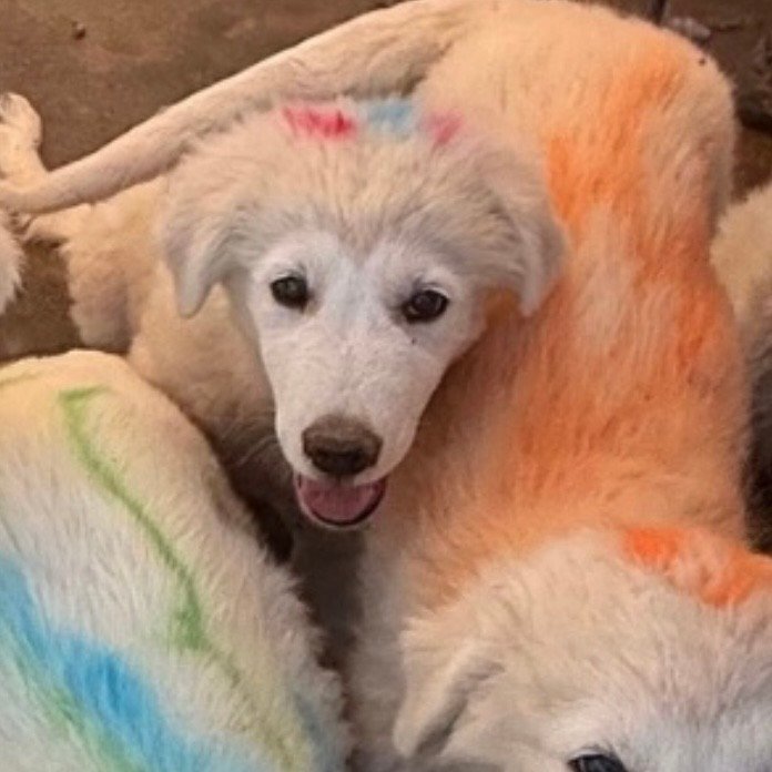 Screenshot IMG 0520 Available Maremma Puppies