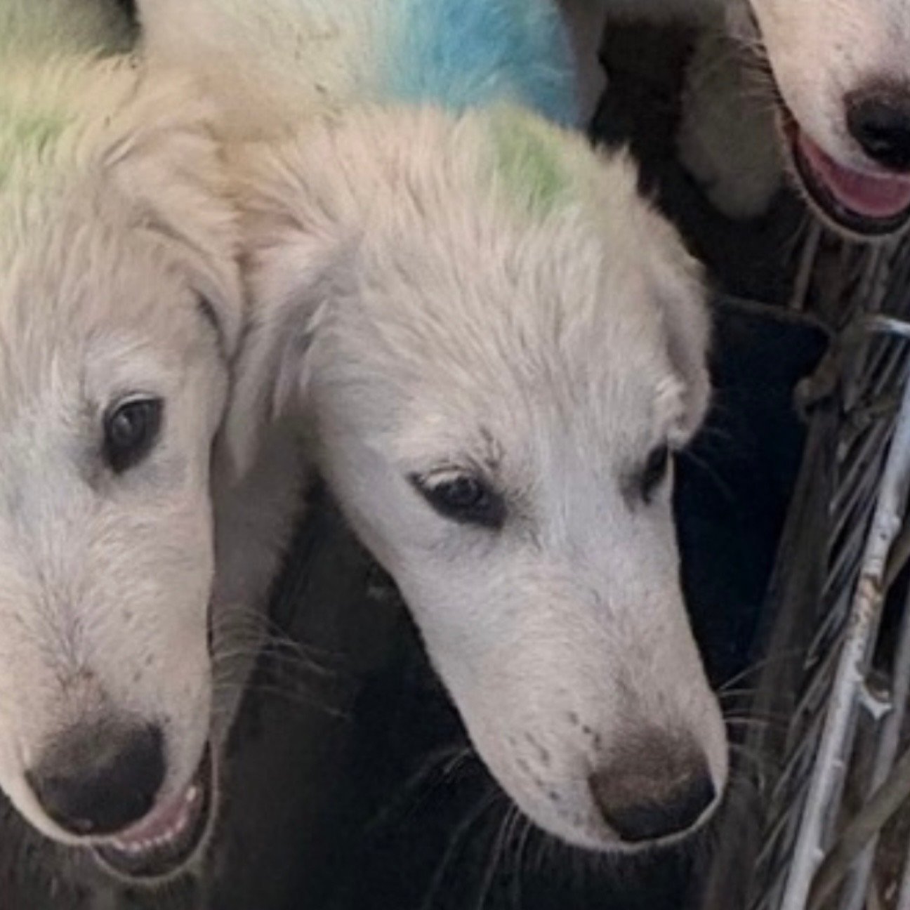 Screenshot IMG 0523 Available Maremma Puppies