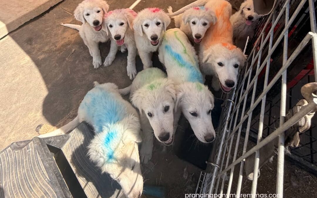 Summer Ear in Maremma Sheepdogs: Causes, Treatment & Prevention