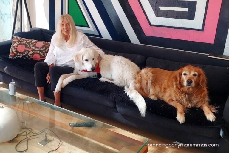 Jimmy the Maremma Sheepdog companion dog relaxing with golden retriever Gidget in Silver Lake California
