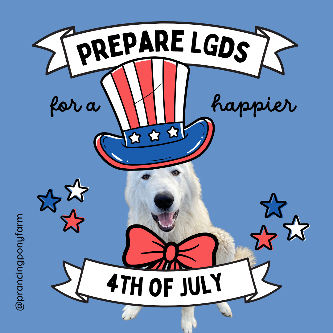 1 9 How to Prepare Your Maremma Sheepdog for 4th of July Fireworks