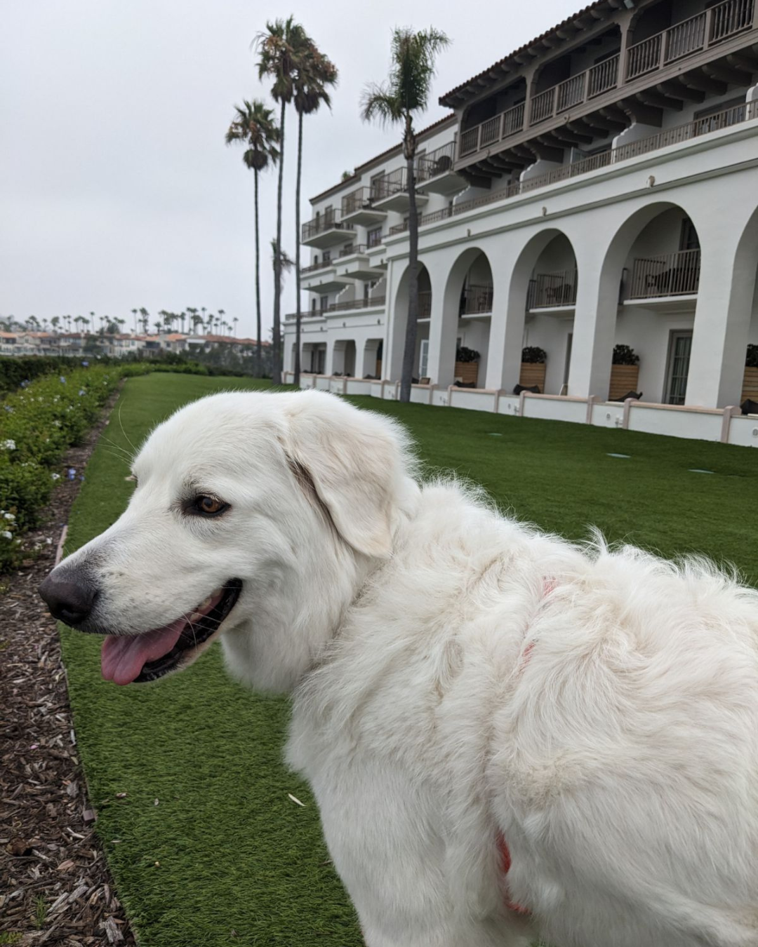 10 1 Maremma Sheepdogs as Companion Dogs — The Real Answer