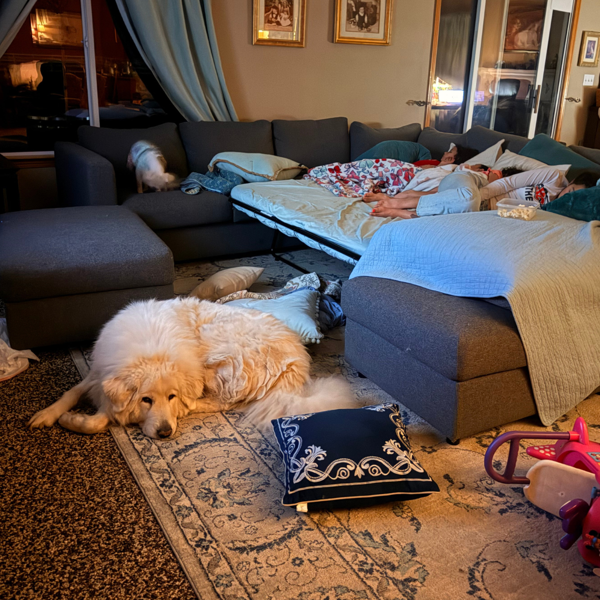 10 Maremma Sheepdogs as Companion Dogs — The Real Answer