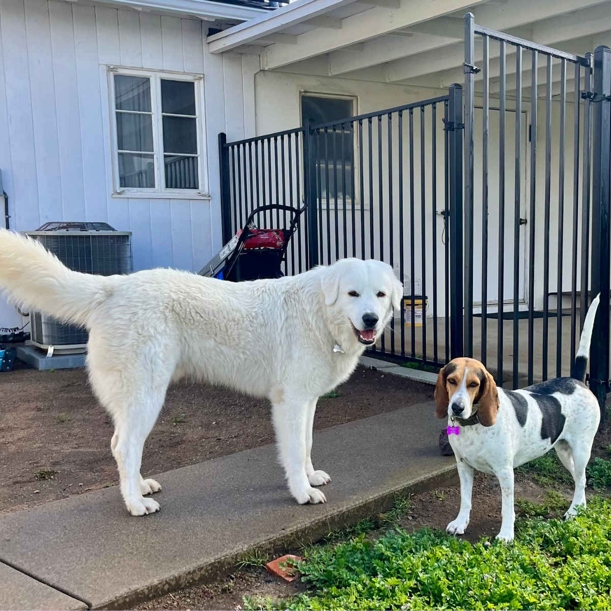 18 Maremma Sheepdogs as Companion Dogs — The Real Answer