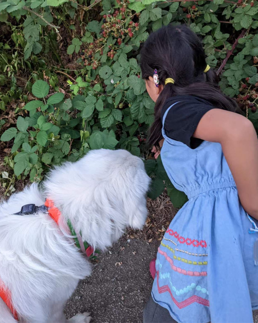 19 1 Maremma Sheepdogs as Companion Dogs — The Real Answer