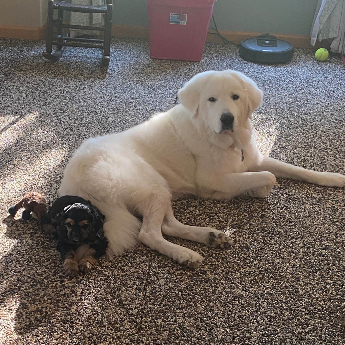 19 Maremma Sheepdogs as Companion Dogs — The Real Answer