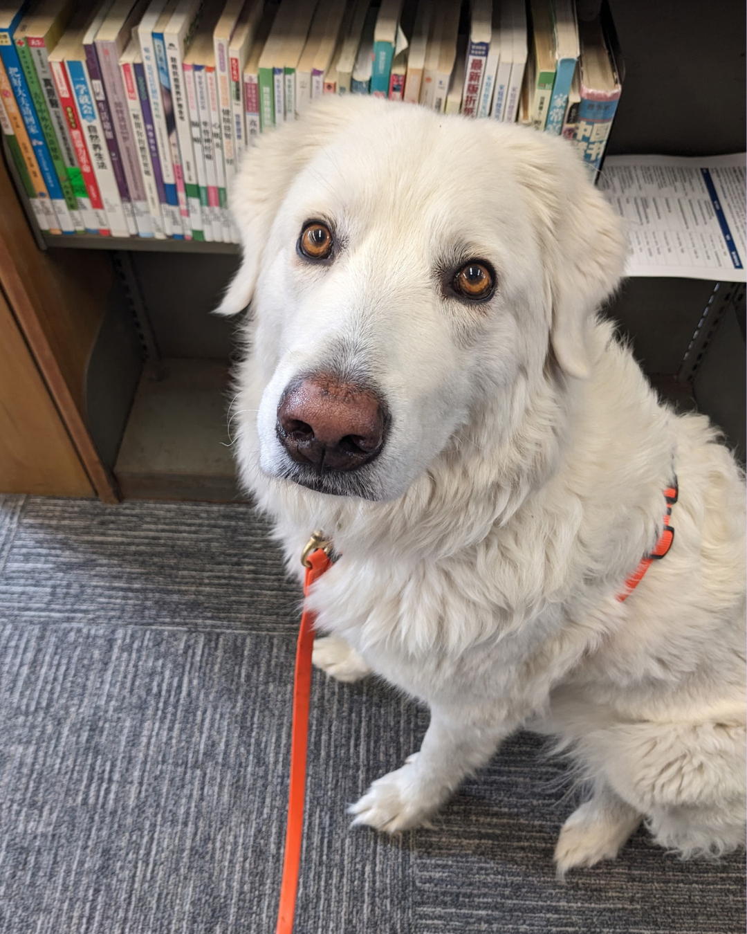 2 3 Maremma Sheepdogs as Companion Dogs — The Real Answer