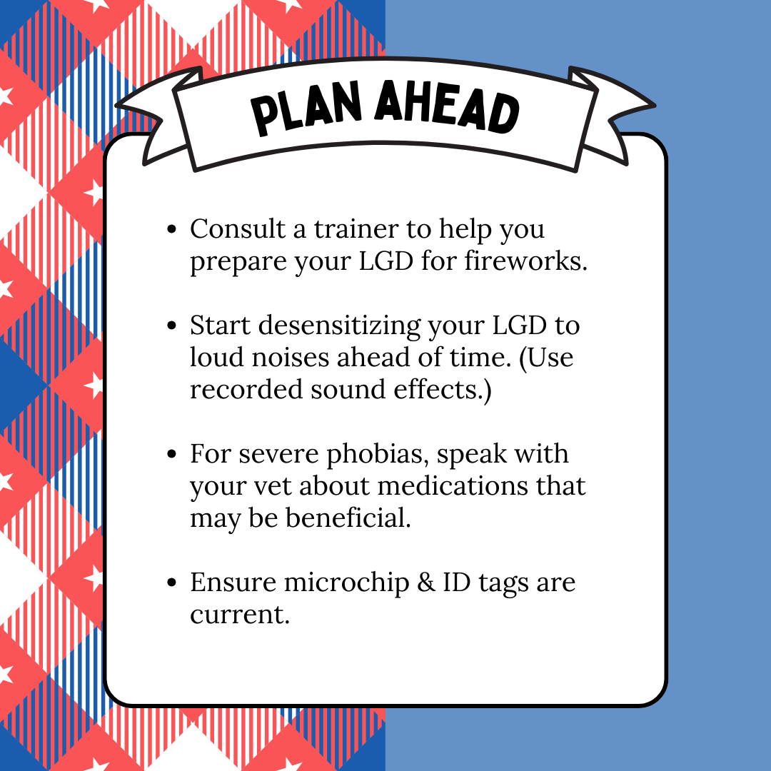 2 9 How to Prepare Your Maremma Sheepdog for 4th of July Fireworks